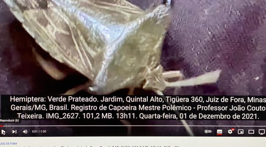 Hemiptera: Verde Prateado. Jardim, Quintal Alto, Tigüera 360, Juiz de Fora, Minas Gerais/MG, Brasil. Registro de Capoeira Mestre Polêmico - Professor João Couto Teixeira. IMG_2627. 101,2 MB. 13h11. Quarta-feira, 01 de Dezembro de 2021.