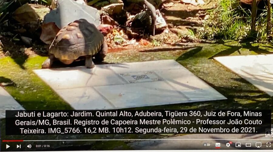 Jabuti e Lagarto: Jardim. Quintal Alto, Adubeira, Tigüera 360, Juiz de Fora, Minas Gerais/MG, Brasil. Registro de Capoeira Mestre Polêmico - Professor João Couto Teixeira. IMG_5766. 16,2 MB. 10h12. Segunda-feira, 29 de Novembro de 2021.