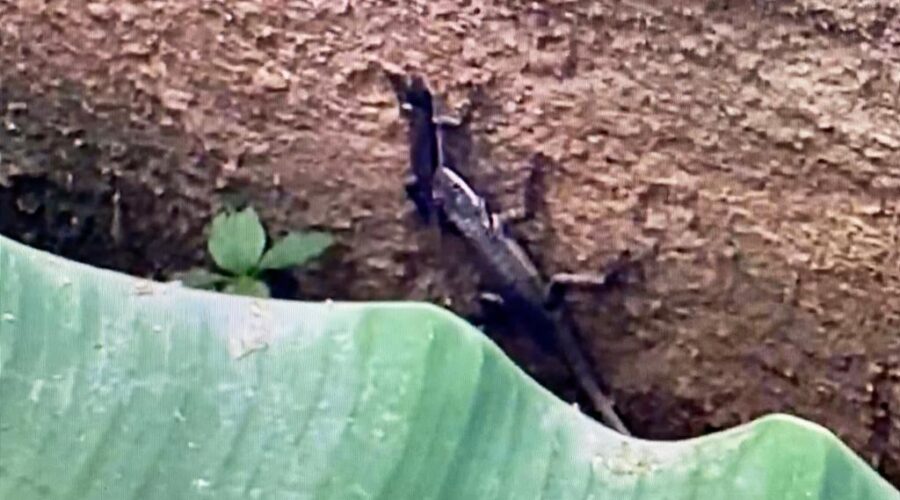 Lagartos e Jacloacas: Quintal Baixo. Adubeira, Tigüera 360, Juiz de Fora, Minas Gerais/MG, Brasil. Registro de Capoeira Mestre Polêmico - Professor João Couto Teixeira. IMG_6133. 137,9 MB. 15h38. Quarta-feira, 02 de Dezembro de 2021.
