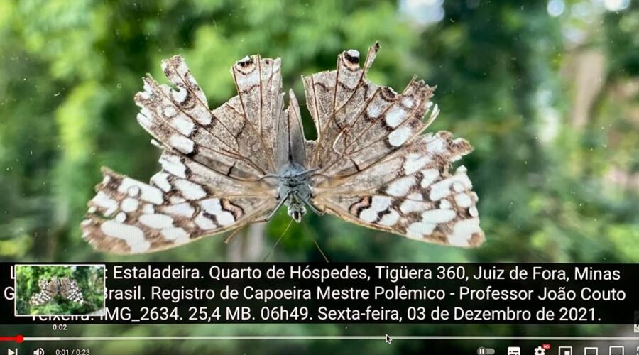 Lepidoptera: Estaladeira. Quarto de Hóspedes, Tigüera 360, Juiz de Fora, Minas Gerais/MG, Brasil. Registro de Capoeira Mestre Polêmico - Professor João Couto Teixeira. IMG_2634. 25,4 MB. 06h49. Sexta-feira, 03 de Dezembro de 2021.