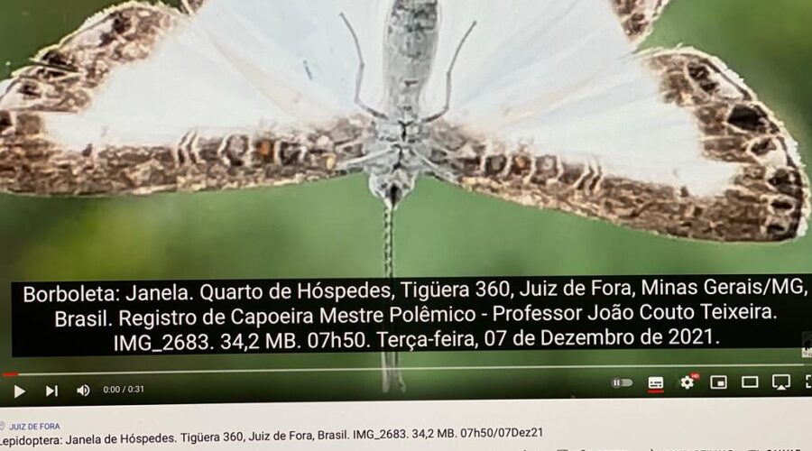 Lepidoptera: Janela. Quarto de Hóspedes, Tigüera 360, Juiz de Fora, Minas Gerais/MG, Brasil. Registro de Capoeira Mestre Polêmico - Professor João Couto Teixeira. IMG_2683. 34,2 MB. 07h50. Terça-feira, 07 de Dezembro de 2021.