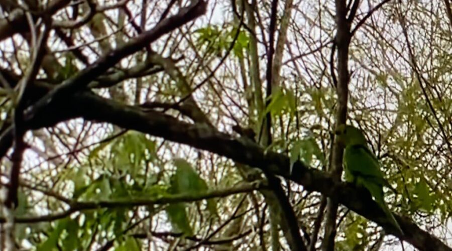 Maritaca: Quintal Baixo, Portão Rua Regina Ladeira Halfeld, Tigüera 360, Juiz de Fora, Minas Gerais/MG, Brasil. Registro de Capoeira Mestre Polêmico - Professor João Couto Teixeira. IMG_2222. 137,9 MB. 08h44. Segunda-feira, 18 de Outubro de 2021.