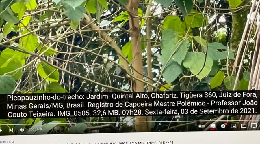 Picapauzinho-do-trecho: Jardim. Quintal Alto, Chafariz, Tigüera 360, Juiz de Fora, Minas Gerais/MG, Brasil. Registro de Capoeira Mestre Polêmico - Professor João Couto Teixeira. IMG_0505. 32,6 MB. 07h28. Sexta-feira, 03 de Setembro de 2021.