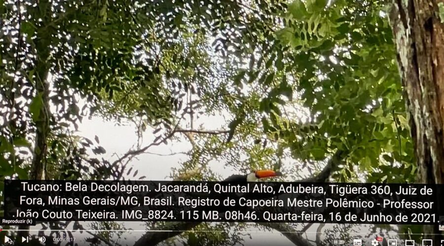 Tucano: Bela Decolagem. Jacarandá, Quintal Alto, Adubeira, Tigüera 360, Juiz de Fora, Minas Gerais/MG, Brasil. Registro de Capoeira Mestre Polêmico - Professor João Couto Teixeira. IMG_8824. 115 MB. 08h46. Quarta-feira, 16 de Junho de 2021.