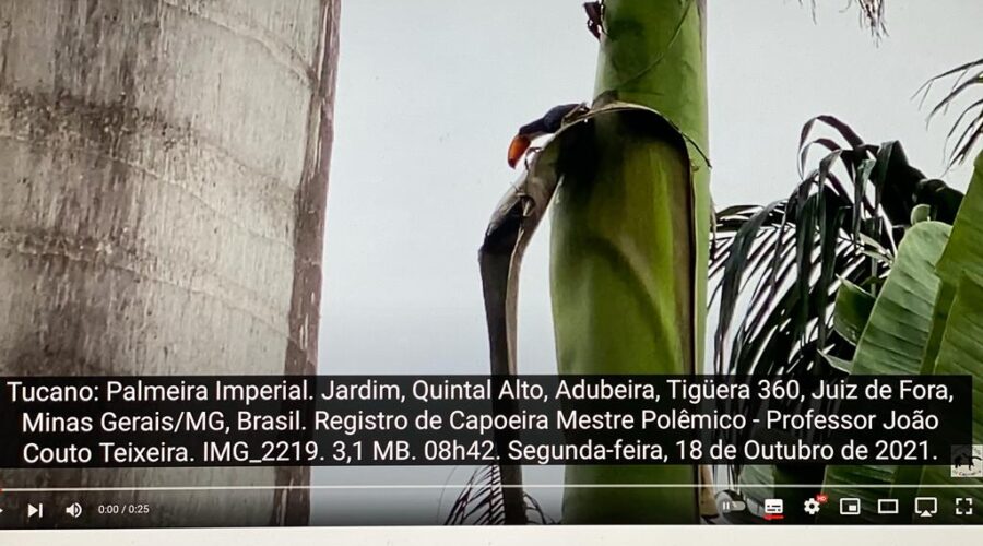 Tucano: Palmeira Imperial. Jardim, Quintal Alto, Adubeira, Tigüera 360, Juiz de Fora, Minas Gerais/MG, Brasil. Registro de Capoeira Mestre Polêmico - Professor João Couto Teixeira. IMG_2219. 3,1 MB. 08h42. Segunda-feira, 18 de Outubro de 2021.