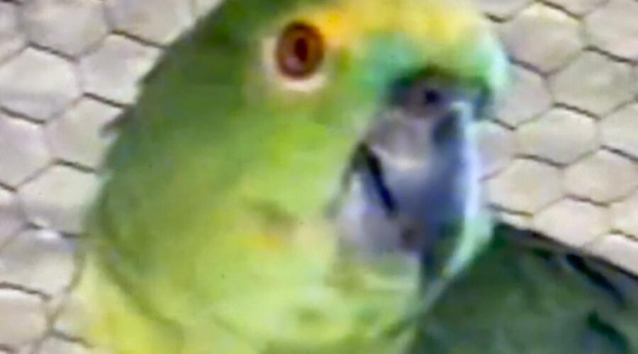 Universidade Livre de Estudos Culturais da Capoeira - Universidade da Capoeira - UNICAPOEIRA, Instituto de Educação Socioambiental - IESAMBI e Grupo de Capoeira Meia Lua - Fundado em 29 de Maio de 1962. Chácara Pau D'Óleo, Residencial Café Planalto, Distrito Federal/DF, Brasil. Registro de Capoeira Mestre Polêmico - Professor João Couto Teixeira. 421,9 MB. Terça-feira, 07 de Setembro de 1999.