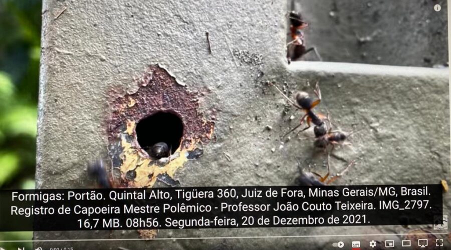 Formigas: Portão. Quintal Alto, Tigüera 360, Juiz de Fora, Minas Gerais/MG, Brasil. Registro de Capoeira Mestre Polêmico - Professor João Couto Teixeira. IMG_2797. 16,7 MB. 08h56. Segunda-feira, 20 de Dezembro de 2021.