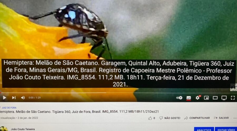 Hemiptera: Melão de São Caetano. Garagem, Quintal Alto, Adubeira, Tigüera 360, Juiz de Fora, Minas Gerais/MG, Brasil. Registro de Capoeira Mestre Polêmico - Professor João Couto Teixeira. IMG_8554. 111,2 MB. 18h11. Terça-feira, 21 de Dezembro de 2021.