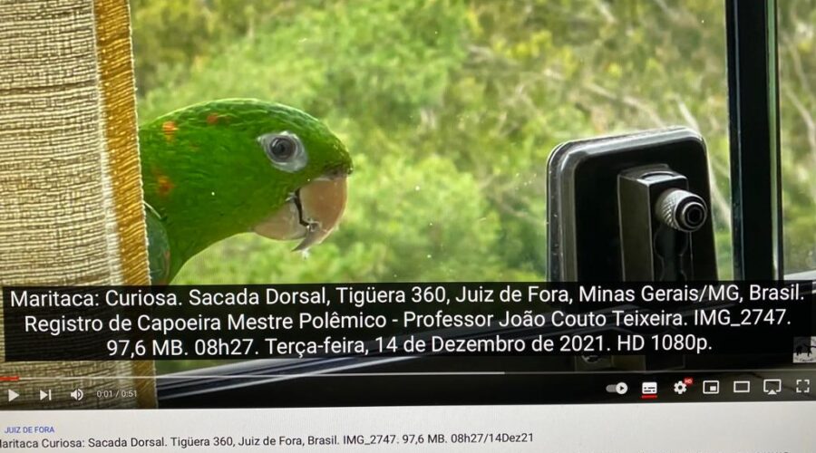 Maritaca: Curiosa. Sacada Dorsal, Tigüera 360, Juiz de Fora, Minas Gerais/MG, Brasil. Registro de Capoeira Mestre Polêmico - Professor João Couto Teixeira. IMG_2747. 97,6 MB. 08h27. Terça-feira, 14 de Dezembro de 2021. HD 1080p.