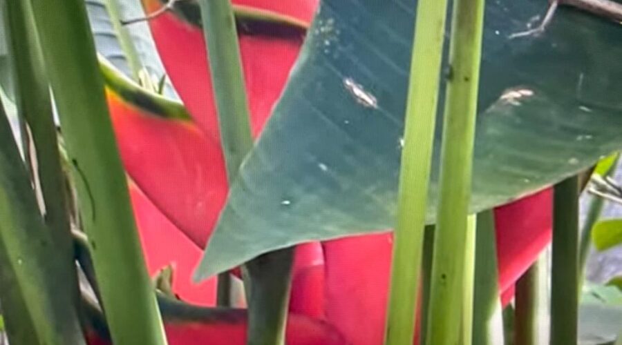 Musaceae: Floração no Jardim. Quintal Alto, Chafariz, Tigüera 360, Juiz de Fora, Minas Gerais/MG, Brasil. Registro de Capoeira Mestre Polêmico - Professor João Couto Teixeira. IMG_2721. 17,2 MB. 07h42. Sábado, 11 de Dezembro de 2021.