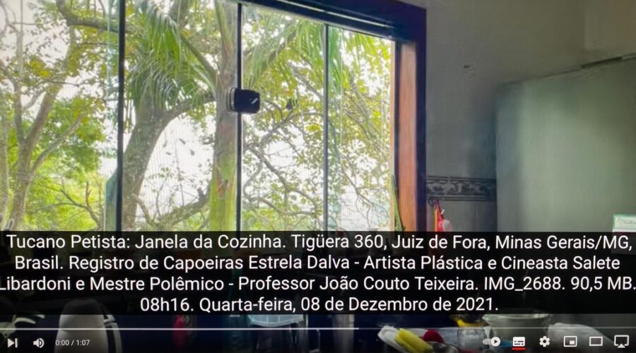 Tucano: Janela da Cozinha. Tigüera 360, Juiz de Fora, Minas Gerais/MG, Brasil. Registro de Capoeiras Estrela Dalva - Artista Plástica e Cineasta Salete Libardoni e Mestre Polêmico - Professor João Couto Teixeira. IMG_2688. 90,5 MB. 08h16. Quarta-feira, 08 de Dezembro de 2021.