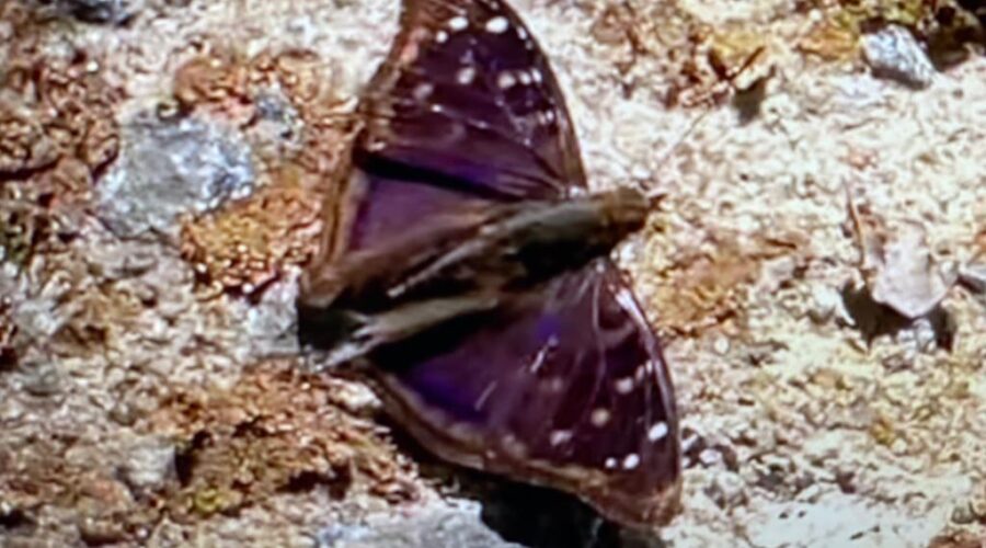 Universidade Livre de Estudos Culturais da Capoeira - Universidade da Capoeira - UNICAPOEIRA, Associação de Capoeira - ASCA, Instituto de Educação Socioambiental - IESAMBI e Grupo de Capoeira Meia Lua - Fundado em 29 de Maio de 1962. Lepidoptera. Capoeira Mestre Polêmico - Professor João Couto Teixeira. Jardim, Quintal Alto, Chafariz, Tigüera 360, Juiz de Fora, Minas Gerais/MG, Brasil. Registro de Capoeira Mestre Polêmico - Professor João Couto Teixeira. IMG_3342. 186,3 MB. 10h01. Quarta-feira, 16 de Fevereiro de 2022. HD 1080p.