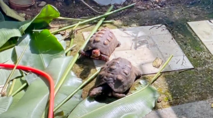Universidade Livre de Estudos Culturais da Capoeira - Universidade da Capoeira - UNICAPOEIRA, Associação de Capoeira - ASCA, Instituto de Educação Socioambiental - IESAMBI e Grupo de Capoeira Meia Lua - Fundado em 29 de Maio de 1962. Capoeira Mestre Polêmico - Professor João Couto Teixeira. Resgate Ribeirão. Chocolate. Mostra de Arte. Academia de Comércio. Início da Década de 70. Jardim, Quintal Alto, Chafariz, Tigüera 360, Juiz de Fora, Minas Gerais/MG, Brasil. Registro de Capoeira Mestre Polêmico - Professor João Couto Teixeira. IMG_3392. 265,2 MB. 07h36. Quinta-feira, 24 de Fevereiro de 2022. HD 1080p.
