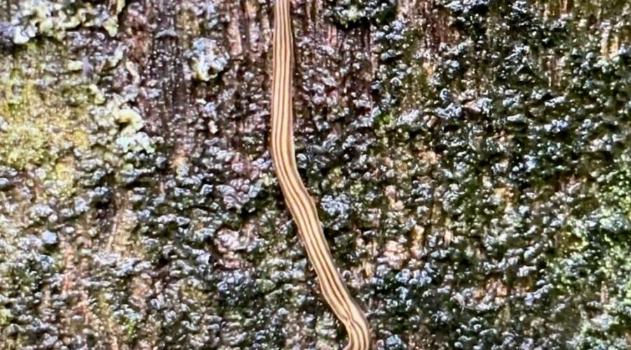 Universidade Livre de Estudos Culturais da Capoeira - Universidade da Capoeira - UNICAPOEIRA, Associação de Capoeira - ASCA, Instituto de Educação Socioambiental - IESAMBI e Grupo de Capoeira Meia Lua - Fundado em 29 de Maio de 1962. Capoeira Mestre Polêmico - Professor João Couto Teixeira. Verme e Molusco na Palmeira Imperial. Jardim, Quintal Alto, Chafariz, Tigüera 360, Juiz de Fora, Minas Gerais/MG, Brasil. Registro de Capoeira Mestre Polêmico - Professor João Couto Teixeira. IMG_3369. 275,9 MB. 06h30. Domingo, 20 de Fevereiro de 2022. HD 1080p.