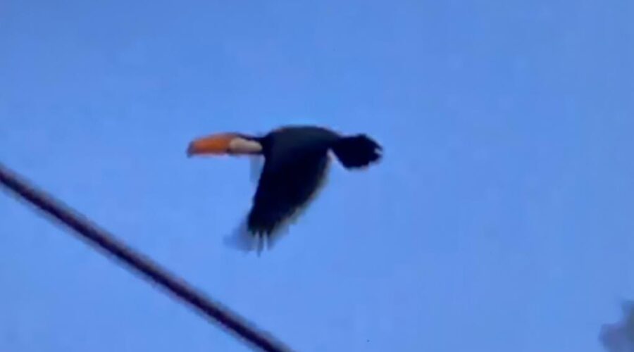 Universidade Livre de Estudos Culturais da Capoeira - Universidade da Capoeira - UNICAPOEIRA, Associação de Capoeira - ASCA, Instituto de Educação Socioambiental - IESAMBI e Grupo de Capoeira Meia Lua - Fundado em 29 de Maio de 1962. Tucanos no Eucalipto. Jardim, Quintal Alto, Chafariz, Tigüera 360, Juiz de Fora, Minas Gerais/MG, Brasil. Registro de Capoeira Mestre Polêmico - Professor João Couto Teixeira. IMG_3544/5. 257,9 MB. 17h20. Quinta-feira, 04 de Março de 2022. HD 1080p.