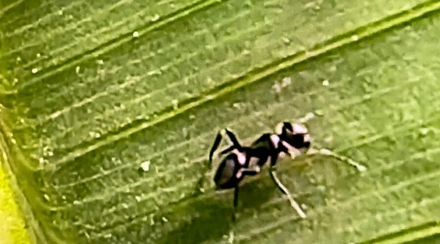 Universidade Livre de Estudos Culturais da Capoeira - Universidade da Capoeira - UNICAPOEIRA, Associação de Capoeira - ASCA, Instituto de Educação Socioambiental - IESAMBI e Grupo de Capoeira Meia Lua - Fundado em 29 de Maio de 1962. Capoeira Mestre Polêmico - Professor João Couto Teixeira. Arachnidae que Mimetiza Formicidae e Diptera Colorido na Folha de Musaceae. Jardim, Quintal Alto, Chafariz, Tigüéra 360, Juiz de Fora, Minas Gerais/MG, Brasil. Registro de Capoeira Mestre Polêmico - Professor João Couto Teixeira. IMG_5850. 372,4 MB. 08h16. Segunda-feira, 13 de Dezembro de 2021. HD 1080p.