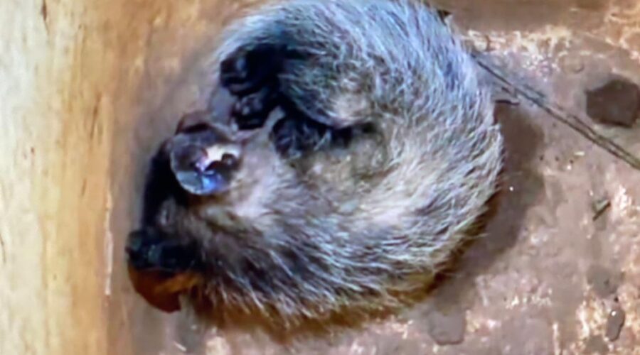 Universidade Livre de Estudos Culturais da Capoeira - Universidade da Capoeira - UNICAPOEIRA, Associação de Capoeira - ASCA, Instituto de Educação Socioambiental - IESAMBI e Grupo de Capoeira Meia Lua - Fundado em 29 de Maio de 1962. Gambá. Liberto Após 24 Horas, Parte Destas ao Sol. Mestre Polêmico. Jardim, Quintal Alto, Chafariz, Tigüéra 360, Juiz de Fora, Minas Gerais/MG, Brasil. Registro de Capoeira Mestre Polêmico - Professor João Couto Teixeira. IMG_5915. 663,3 MB. 08h13. Quinta-feira, 24 de Março de 2022. HD 1080p.