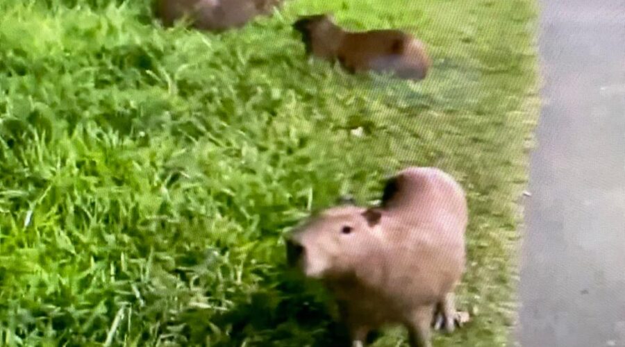 Universidade Livre de Estudos Culturais da Capoeira - Universidade da Capoeira - UNICAPOEIRA, Associação de Capoeira - ASCA, Instituto de Educação Socioambiental - IESAMBI e Grupo de Capoeira Meia Lua - Fundado em 29 de Maio de 1962. Hydrochoerus hydrochaeris. Capivaras. Família Caviidae. Margem do Rio Paraibuna, Bairro Costa Carvalho, Juiz de Fora, Minas Gerais/MG, Brasil. Registro de Capoeira Mestre Polêmico - Professor João Couto Teixeira. IMG_4102. 170 MB. 20h04. Terça-feira, 12 de Abril de 2022. HD 1080p.