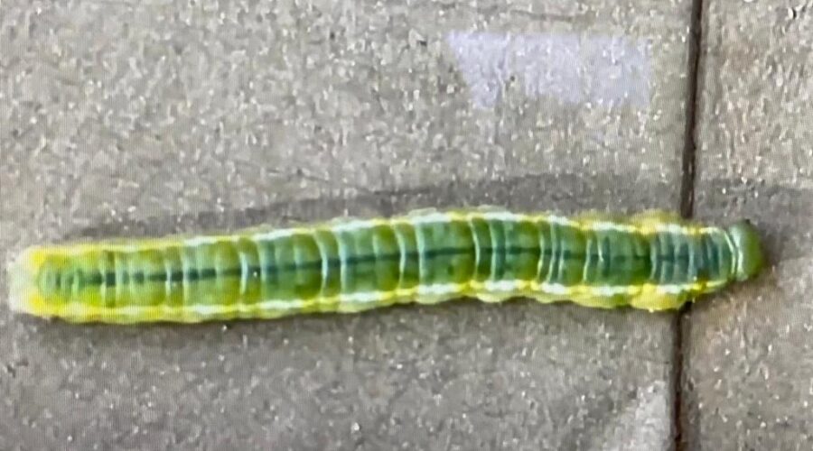 Universidade Livre de Estudos Culturais da Capoeira - Universidade da Capoeira - UNICAPOEIRA, Associação de Capoeira - ASCA, Instituto de Educação Socioambiental - IESAMBI e Grupo de Capoeira Meia Lua - Fundado em 29 de Maio de 1962. Lepidoptera Verde Reluzente. Jardim, Quintal Alto, Chafariz, Tigüéra 360, Juiz de Fora, Minas Gerais/MG, Brasil. Registro de Capoeira Mestre Polêmico - Professor João Couto Teixeira. IMG_4243. 219,9 MB. 11h58. Quinta-feira, 28 de Abril de 2022. HD 1080p.