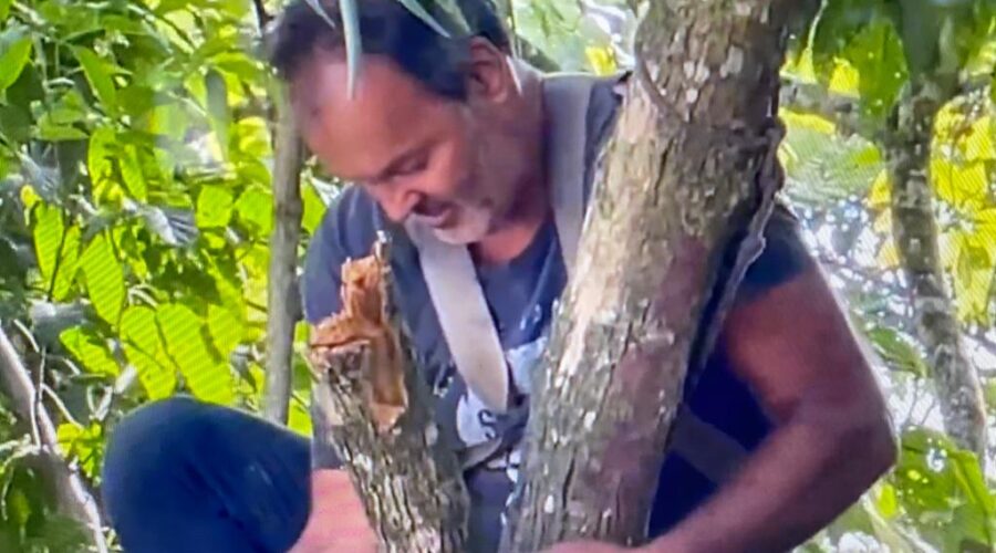 Universidade Livre de Estudos Culturais da Capoeira - Universidade da Capoeira - UNICAPOEIRA, Associação de Capoeira - ASCA, Instituto de Educação Socioambiental - IESAMBI e Grupo de Capoeira Meia Lua - Fundado em 29 de Maio de 1962. Árvores Cortadas e Podadas -Carlos e Edmilson. Jardim, Quintal Alto, Chafariz, Tigüéra 360, Juiz de Fora, Minas Gerais/MG, Brasil. Registro de Capoeira Mestre Polêmico - Professor João Couto Teixeira. IMG_4293/425. 22,29 GB. 08h49/29. Sexta-feira/Domingo, 04/15 de Maio de 2022. HD 1080p.