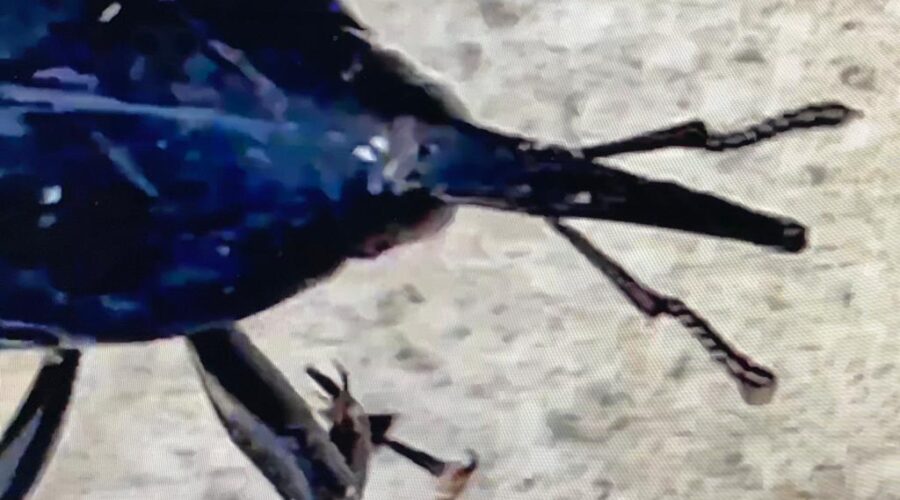 Universidade Livre de Estudos Culturais da Capoeira - Universidade da Capoeira - UNICAPOEIRA, Associação de Capoeira - ASCA, Instituto de Educação Socioambiental - IESAMBI e Grupo de Capoeira Meia Lua - Fundado em 29 de Maio de 1962. Coleoptera no Colme da Palmeira Imperial. Jardim e Quintal Médio Adubeira, Tigüéra 360, Juiz de Fora, Minas Gerais/MG, Brasil. Registro de Capoeira Mestre Polêmico - Professor João Couto Teixeira. IMG_4414/32. 312,2 MB. 16h52. Quinta/Sexta-feira, 12/3 de Maio de 2022. HD 1080p.