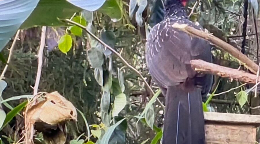 Universidade Livre de Estudos Culturais da Capoeira - Universidade da Capoeira - UNICAPOEIRA, Associação de Capoeira - ASCA, Instituto de Educação Socioambiental - IESAMBI e Grupo de Capoeira Meia Lua - Fundado em 29 de Maio de 1962. Jacloaca Desconfiada. Muro, Jardim, Quintal Alto, Chafariz, Cemitério do Jabuti, Tigüéra 360, Juiz de Fora, Minas Gerais/MG, Brasil. Registro de Capoeira Mestre Polêmico - Professor João Couto Teixeira. IMG_4575/6/7. 617,4 MB. 07h15. Segunda-feira, 09 de Maio de 2022. HD 1080p.