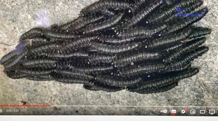 Universidade Livre de Estudos Culturais da Capoeira - Universidade da Capoeira - UNICAPOEIRA, Associação de Capoeira - ASCA, Instituto de Educação Socioambiental - IESAMBI e Grupo de Capoeira Meia Lua - Fundado em 29 de Maio de 1962. Lepidopteras em Procissão. Jardim, Quintal Alto, Chafariz, Cemitério do Jabuti, Tigüéra 360, Juiz de Fora, Minas Gerais/MG, Brasil. Registro de Capoeira Mestre Polêmico - Professor João Couto Teixeira. IMG_4282. 43 MB. 06h09. Segunda-feira, 02 de Maio de 2022. HD 1080p.