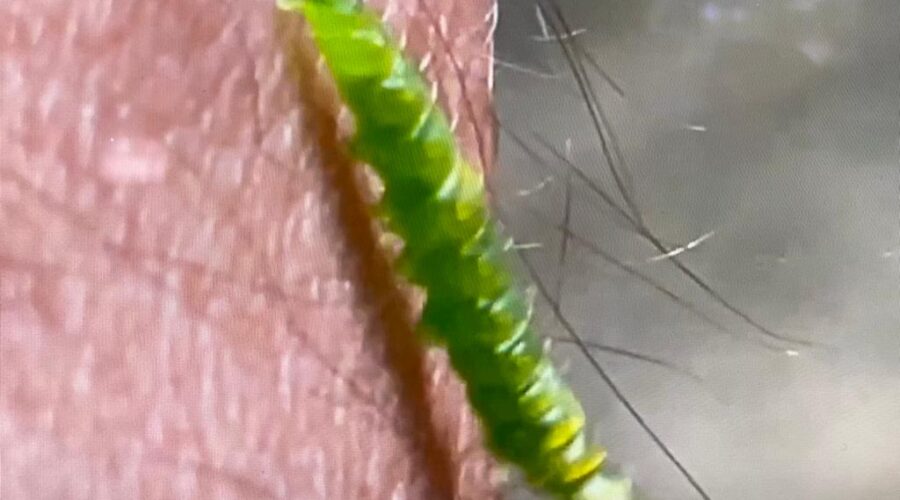 Universidade Livre de Estudos Culturais da Capoeira - Universidade da Capoeira - UNICAPOEIRA, Associação de Capoeira - ASCA, Instituto de Educação Socioambiental - IESAMBI e Grupo de Capoeira Meia Lua - Fundado em 29 de Maio de 1962. Lepidoptera no Braço. Jardim, Quintal Alto, Chafariz, Cemitério do Jabuti, Tigüéra 360, Juiz de Fora, Minas Gerais/MG, Brasil. Registro de Capoeira Mestre Polêmico - Professor João Couto Teixeira. IMG_4467. 247,6 MB. 15h21. Segunda-feira, 16 de Maio de 2022. HD 1080p.