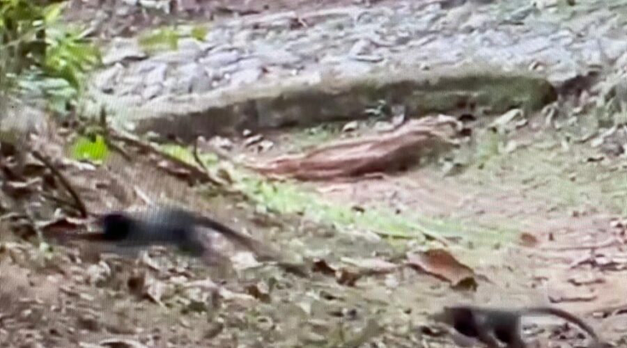 Universidade Livre de Estudos Culturais da Capoeira - Universidade da Capoeira - UNICAPOEIRA, Associação de Capoeira - ASCA, Instituto de Educação Socioambiental - IESAMBI e Grupo de Capoeira Meia Lua - Fundado em 29 de Maio de 1962. Micos, Trilha da Piscina,Residencial Tigüéra, Juiz de Fora, Minas Gerais/MG, Brasil. Registro de Capoeira Mestre Polêmico - Professor João Couto Teixeira. IMG_4843. 313,7 MB. 16h33. Terça-feira, 07 de Junho de 2022. HD 1080p.