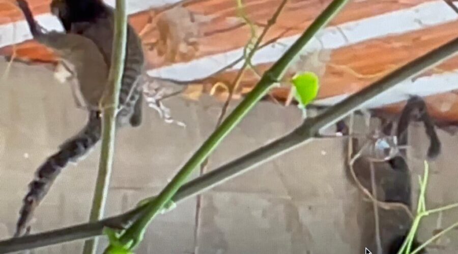 Universidade Livre de Estudos Culturais da Capoeira - Universidade da Capoeira - UNICAPOEIRA, Associação de Capoeira - ASCA, Instituto de Educação Socioambiental - IESAMBI e Grupo de Capoeira Meia Lua - Fundado em 29 de Maio de 1962. Micos Preparando Ataque às Aranhas da Garagem. Quintal Médio, Adubeira, Tigüéra 360, Juiz de Fora, Minas Gerais/MG, Brasil. Registro de Capoeira Mestre Polêmico - Professor João Couto Teixeira. IMG_5138/43. 1,54 GB. 11h37/12h18. Domingo, 19 de Junho de 2022. HD 1080p.