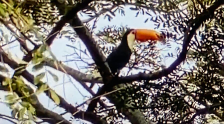 Universidade Livre de Estudos Culturais da Capoeira - Universidade da Capoeira - UNICAPOEIRA, Associação de Capoeira - ASCA, Instituto de Educação Socioambiental - IESAMBI e Grupo de Capoeira Meia Lua - Fundado em 29 de Maio de 1962. Tucano. Jacarandá, Quintal Alto, Adubeira, Tigüéra 360, Juiz de Fora, Minas Gerais/MG, Brasil. Registro de Capoeira Mestre Polêmico - Professor João Couto Teixeira. IMG_6188. 385,1 MB. 08h17. Sábado, 28 de Maio de 2022. HD 1080p.