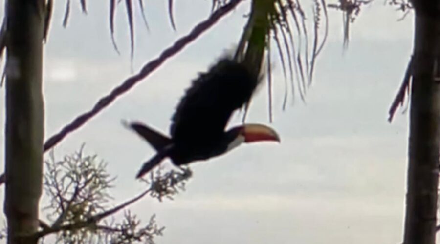 Universidade Livre de Estudos Culturais da Capoeira - Universidade da Capoeira - UNICAPOEIRA, Associação de Capoeira - ASCA, Instituto de Educação Socioambiental - IESAMBI e Grupo de Capoeira Meia Lua - Fundado em 29 de Maio de 1962. Tucano na Piscina, Residencial Tigüéra, Juiz de Fora, Minas Gerais/MG, Brasil. Registro de Capoeira Mestre Polêmico - Professor João Couto Teixeira. IMG_4884. 193,8 MB. 16h36. Terça-feira, 07 de Junho de 2022. HD 1080p.