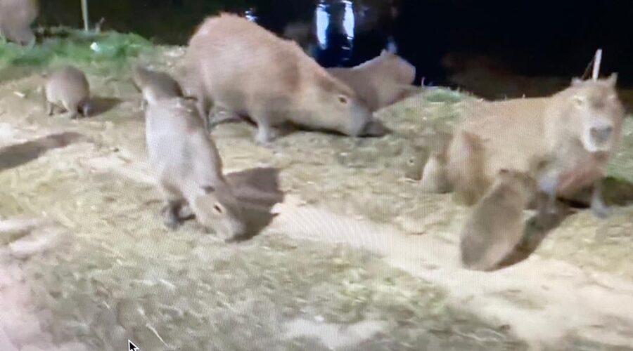 Universidade Livre de Estudos Culturais da Capoeira - Universidade da Capoeira - UNICAPOEIRA, Associação de Capoeira - ASCA, Instituto de Educação Socioambiental - IESAMBI e Grupo de Capoeira Meia Lua - Fundado em 29 de Maio de 1962. Capivaras em Família. Rio Paraibuna, Bairro Costa Carvalho, Juiz de Fora, Minas Gerais/MG, Brasil. Registro de Capoeira Estrela Dalva - Artista Plástica e Cineasta Salete Libardoni. IMG_5902. 214 MB. 20h00. Terça-feira, 02de Agosto de 2022. HD 1080p.