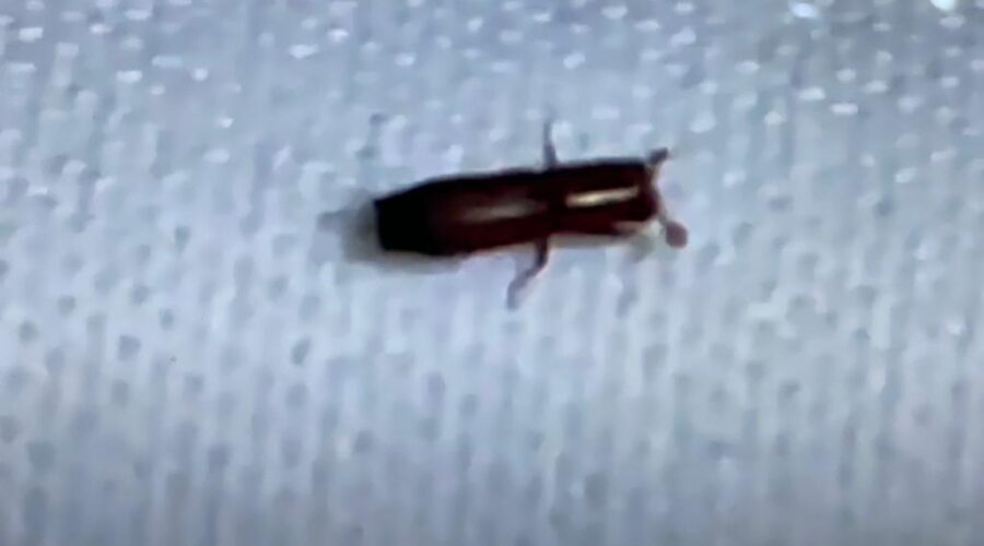 Universidade Livre de Estudos Culturais da Capoeira - Universidade da Capoeira - UNICAPOEIRA, Associação de Capoeira - ASCA, Instituto de Educação Socioambiental - IESAMBI e Grupo de Capoeira Meia Lua - Fundado em 29 de Maio de 1962. Coleoptera Minúsculo. Sala de Entrar, Tigüéra 360, Juiz de Fora, Minas Gerais/MG, Brasil. Registro de Capoeira Mestre Polêmico - Professor João Couto Teixeira. IMG_5030. 213 MB. 07h12. Terça-feira, 14 de Junho de 2022. HD 1080p.