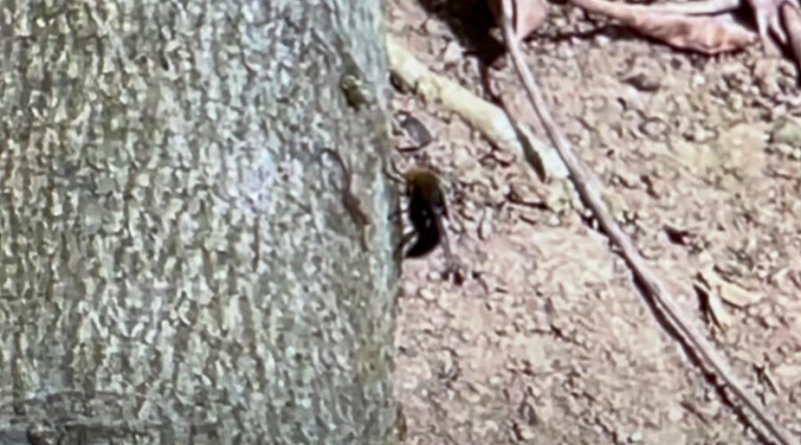 Universidade Livre de Estudos Culturais da Capoeira - Universidade da Capoeira - UNICAPOEIRA, Associação de Capoeira - ASCA, Instituto de Educação Socioambiental - IESAMBI e Grupo de Capoeira Meia Lua - Fundado em 29 de Maio de 1962. Mosca na Haste de Mamoeiro em Decomposição. Quintal Baixo, Portão da Rua Regina Ladeira Halfeld, Tigüéra 360, Juiz de Fora, Minas Gerais/MG, Brasil. Registro de Capoeira Mestre Polêmico - Professor João Couto Teixeira. IMG_5121. 294,3 MB. 14h57. Sábado, 18 de Junho de 2022. HD 1080p.