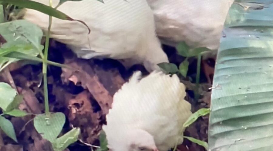 Universidade Livre de Estudos Culturais da Capoeira - Universidade da Capoeira - UNICAPOEIRA, Associação de Capoeira - ASCA, Instituto de Educação Socioambiental - IESAMBI e Grupo de Capoeira Meia Lua - Fundado em 29 de Maio de 1962. Galinhas D'Angola Filhotes. Jardim, Quintal Alto, Chafariz, Tigüéra 360, Juiz de Fora, Minas Gerais/MG, Brasil. Registro de Capoeira Mestre Polêmico - Professor João Couto Teixeira. IMG_3117. 272,9 MB. 23h16. Domingo, 23 de Janeiro de 2022. HD 1080p.