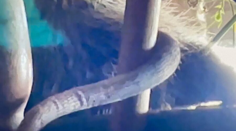 Universidade Livre de Estudos Culturais da Capoeira - Universidade da Capoeira - UNICAPOEIRA, Associação de Capoeira - ASCA, Instituto de Educação Socioambiental - IESAMBI e Grupo de Capoeira Meia Lua - Fundado em 29 de Maio de 1962. Gambá. Garagem, Tigüéra 360, Juiz de Fora, Minas Gerais/MG, Brasil. Registro de Capoeira Mestre Polêmico - Professor João Couto Teixeira. IMG_5191. 270,2 MB. 07h07. Sexta-feira, 24 de Junho de 2022. HD 1080p.