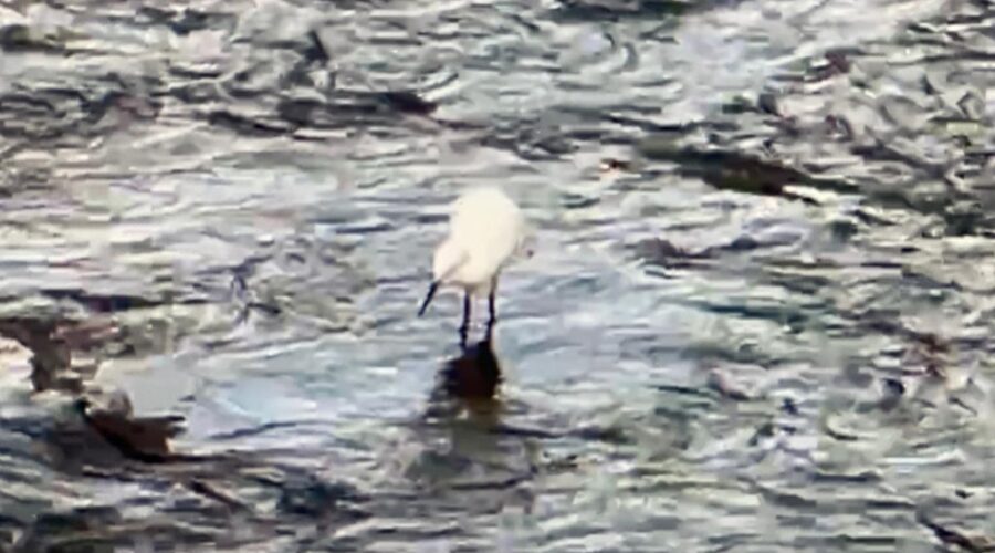 Universidade Livre de Estudos Culturais da Capoeira - Universidade da Capoeira - UNICAPOEIRA, Associação de Capoeira - ASCA, Instituto de Educação Socioambiental - IESAMBI e Grupo de Capoeira Meia Lua - Fundado em 29 de Maio de 1962. Garças. Rio Paraibuna, Bairro Costa Carvalho, Juiz de Fora, Minas Gerais/MG, Brasil. Registro de Capoeira Estrela Dalva - Artista Plástica e Cineasta Salete Libardoni. IMG_5900. 193,1 MB. 17h02. Terça-feira, 02de Agosto de 2022. HD 1080p.