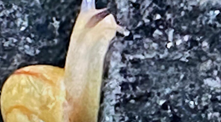 Universidade Livre de Estudos Culturais da Capoeira - Universidade da Capoeira - UNICAPOEIRA, Associação de Capoeira - ASCA, Instituto de Educação Socioambiental - IESAMBI e Grupo de Capoeira Meia Lua - Fundado em 29 de Maio de 1962. Gastropoda Pulmonado - Cornu aspersa. Cozinha, Tigüéra 360, Juiz de Fora, Minas Gerais/MG, Brasil. Registro de Capoeira Estrela Dalva - Artista Plástica e Cineasta Salete Libardoni. IMG_5820. 207,5 MB. 15h53. Sexta-feira, 26de Novembro de 2021. HD 1080p.