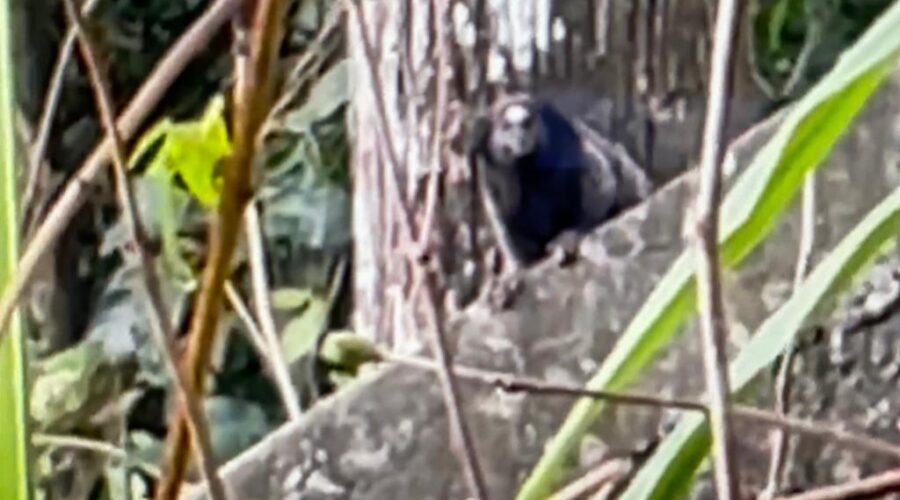 Universidade Livre de Estudos Culturais da Capoeira - Universidade da Capoeira - UNICAPOEIRA, Associação de Capoeira - ASCA, Instituto de Educação Socioambiental - IESAMBI e Grupo de Capoeira Meia Lua - Fundado em 29 de Maio de 1962. Micos. Quintal Alto, Portão, Rua Regina Ladeira Halfeld, Tigüéra 360, Juiz de Fora, Minas Gerais/MG, Brasil. Registro de Capoeira Mestre Polêmico - Professor João Couto Teixeira. IMG_5124. 241,3 MB. 16h46. Sábado, 18 de Junho de 2022. HD 1080p.