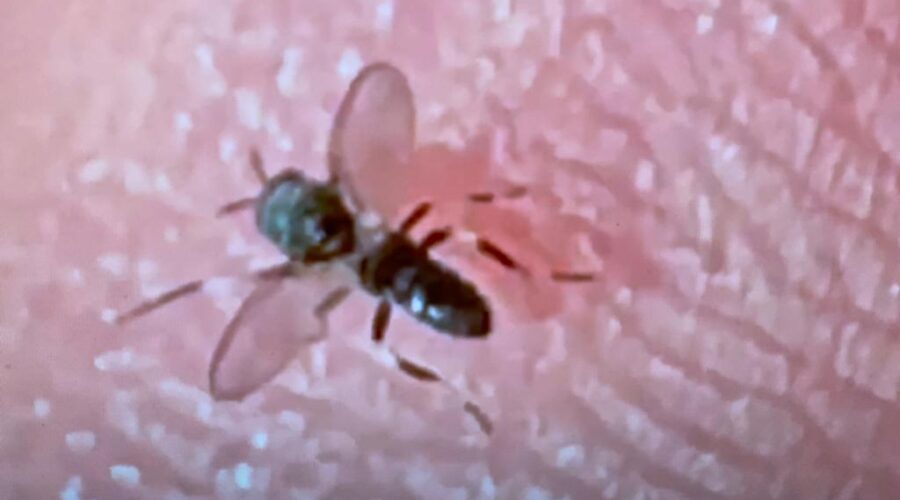 Universidade Livre de Estudos Culturais da Capoeira - Universidade da Capoeira - UNICAPOEIRA, Associação de Capoeira - ASCA, Instituto de Educação Socioambiental - IESAMBI e Grupo de Capoeira Meia Lua - Fundado em 29 de Maio de 1962. Mutuca. Jardim, Quintal Alto, Chafariz, Tigüéra 360, Juiz de Fora, Minas Gerais/MG, Brasil. Registro de Capoeira Estrela Dalva - Artista Plástica e Cineasta Salete Libardoni. IMG_5894. 376,2 MB. 16h53. Segunda-feira, 01 de Agosto de 2022. HD 1080p.