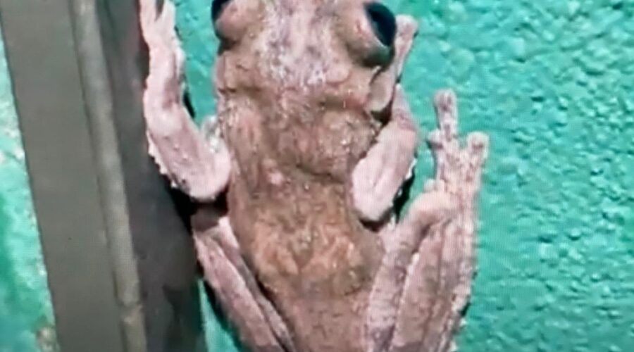 Universidade Livre de Estudos Culturais da Capoeira - Universidade da Capoeira - UNICAPOEIRA, Associação de Capoeira - ASCA, Instituto de Educação Socioambiental - IESAMBI e Grupo de Capoeira Meia Lua - Fundado em 29 de Maio de 1962.Perereca no Portão. Entrada, Tigüéra 360, Juiz de Fora, Minas Gerais/MG, Brasil. Registro de Capoeira Mestre Polêmico - Professor João Couto Teixeira. IMG_6360. 195,1 MB. 18h37. Sexta-feira, 09 de Setembro de 2022. HD 1080p.