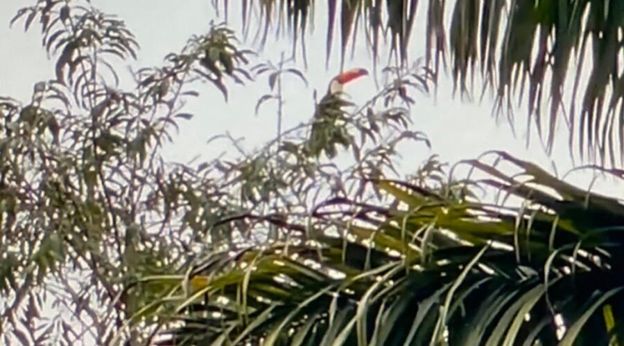 Universidade Livre de Estudos Culturais da Capoeira - Universidade da Capoeira - UNICAPOEIRA, Associação de Capoeira - ASCA, Instituto de Educação Socioambiental - IESAMBI e Grupo de Capoeira Meia Lua - Fundado em 29 de Maio de 1962. Tucano. Jardim, Quintal Alto, Chafariz, Tigüéra 360, Juiz de Fora, Minas Gerais/MG, Brasil. Registro de Capoeira Mestre Polêmico - Professor João Couto Teixeira. IMG_4798. 34,3 MB. 06h46. Segunda-feira, 06 de Junho de 2022. HD 1080p.