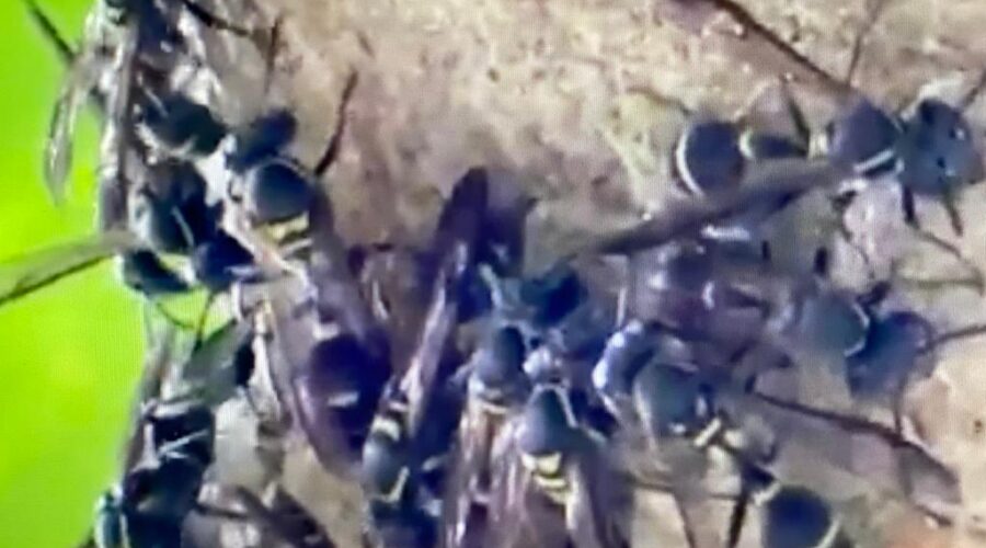 Universidade Livre de Estudos Culturais da Capoeira - Universidade da Capoeira - UNICAPOEIRA, Associação de Capoeira - ASCA, Instituto de Educação Socioambiental - IESAMBI e Grupo de Capoeira Meia Lua - Fundado em 29 de Maio de 1962. Vespas Sociais. Jardim, Quintal Alto, Chafariz, Tigüéra 360, Juiz de Fora, Minas Gerais/MG, Brasil. Registro de Capoeira Mestre Polêmico - Professor João Couto Teixeira. IMG_5014. 234,1 MB. 09h27. Segunda-feira, 13 de Junho de 2022. HD 1080p.