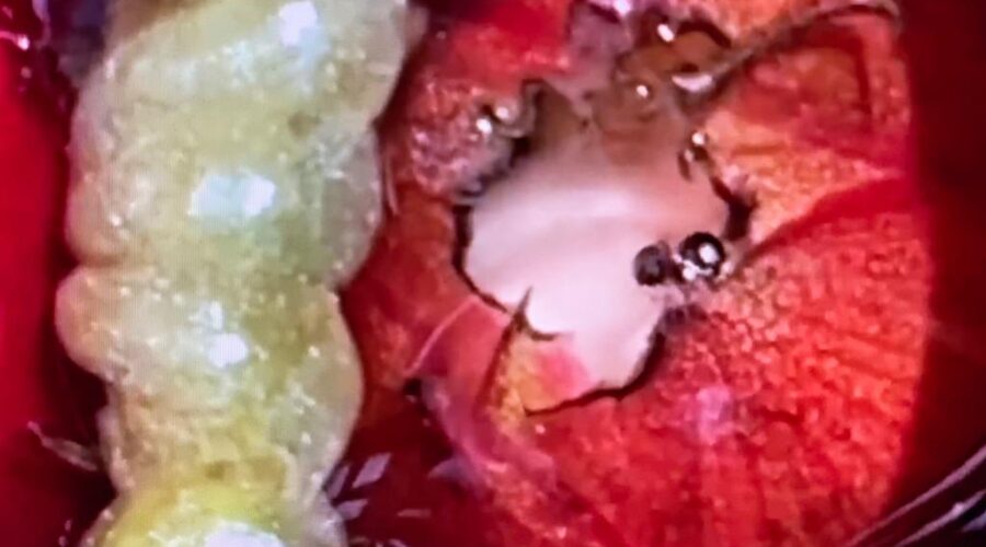 Universidade Livre de Estudos Culturais da Capoeira - Universidade da Capoeira - UNICAPOEIRA, Associação de Capoeira - ASCA, Instituto de Educação Socioambiental - IESAMBI e Grupo de Capoeira Meia Lua - Fundado em 29 de Maio de 1962. Aedes aegypti na Bromélia. Jardim, Quintal Alto, Cemitério do Jabu, Tigüéra 360, Juiz de Fora, Minas Gerais/MG, Brasil. Registro de Capoeira Mestre Polêmico - Professor João Couto Teixeira. IMG_0007. 176,6 MB. 08h36. Terça-feira, 15 de Novembro de 2022. HD 1080p.