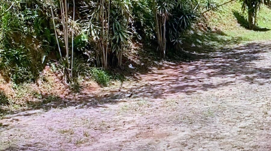 Universidade Livre de Estudos Culturais da Capoeira - Universidade da Capoeira - UNICAPOEIRA, Associação de Capoeira - ASCA, Instituto de Educação Socioambiental - IESAMBI e Grupo de Capoeira Meia Lua - Fundado em 29 de Maio de 1962. Ave Topete Casal e Borboletão. Sede Residencial, Tigüéra, Juiz de Fora, Minas Gerais/MG, Brasil. Registro de Capoeira Mestre Polêmico - Professor João Couto Teixeira. IMG_9796. 194,6 MB. 12h23. Sábado, 05 de Novembro de 2022. HD 1080p.