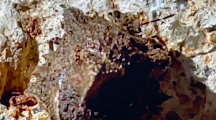 Universidade Livre de Estudos Culturais da Capoeira - Universidade da Capoeira - UNICAPOEIRA, Associação de Capoeira - ASCA, Instituto de Educação Socioambiental - IESAMBI e Grupo de Capoeira Meia Lua - Fundado em 29 de Maio de 1962. Coleoptera Bisonho. Varanda Térrea, Tigüéra 360, Juiz de Fora, Minas Gerais/MG, Brasil. Registro de Capoeira Mestre Polêmico - Professor João Couto Teixeira. IMG_7390. 231,4 MB. 15h29. Domingo, 27 de Novembro de 2022. HD 1080p.