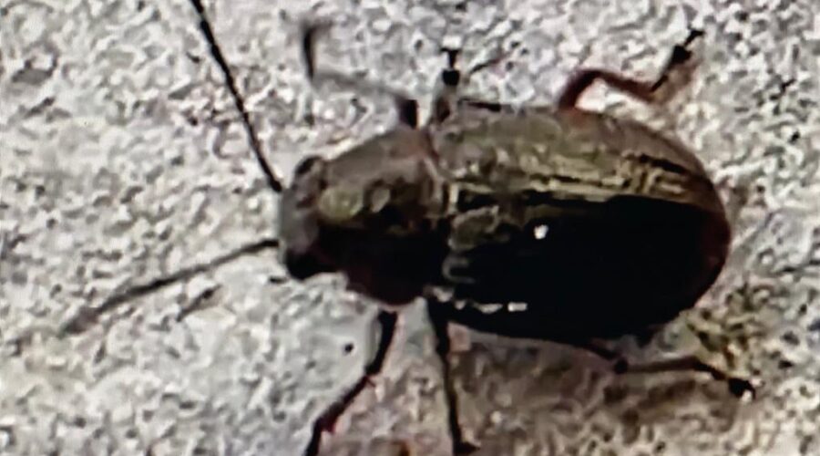 Universidade Livre de Estudos Culturais da Capoeira - Universidade da Capoeira - UNICAPOEIRA, Associação de Capoeira - ASCA, Instituto de Educação Socioambiental - IESAMBI e Grupo de Capoeira Meia Lua - Fundado em 29 de Maio de 1962. Coleoptera Minúsculo. Varanda Térrea, Tigüéra 360, Juiz de Fora, Minas Gerais/MG, Brasil. Registro de Capoeira Mestre Polêmico - Professor João Couto Teixeira. IMG_9797. 175,5 MB. 12h23. Sábado, 05 de Novembro de 2022. HD 1080p.