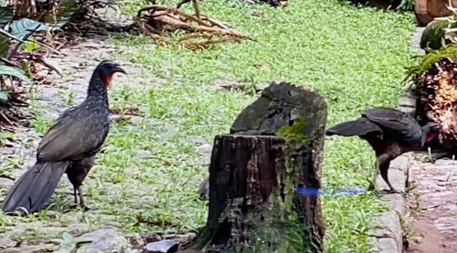 Universidade Livre de Estudos Culturais da Capoeira - Universidade da Capoeira - UNICAPOEIRA, Associação de Capoeira - ASCA, Instituto de Educação Socioambiental - IESAMBI e Grupo de Capoeira Meia Lua - Fundado em 29 de Maio de 1962. Jacloacas em Família. Rua Antônio Carlos Pereira, Residencial Tigüéra, Juiz de Fora, Minas Gerais/MG, Brasil. Registro de Capoeira Mestre Polêmico - Professor João Couto Teixeira. IMG_0026. 286,9 MB. 10h00. Quarta-feira, 16 de Novembro de 2022. HD 1080p.