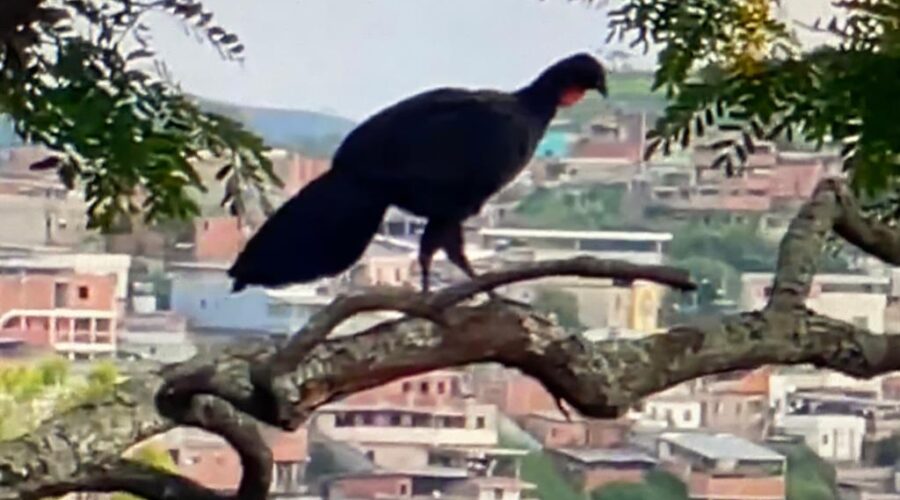 Universidade Livre de Estudos Culturais da Capoeira - Universidade da Capoeira - UNICAPOEIRA, Associação de Capoeira - ASCA, Instituto de Educação Socioambiental - IESAMBI e Grupo de Capoeira Meia Lua - Fundado em 29 de Maio de 1962. Jacu Mendo Flores de Jacarandá. Quintal Alto Adubeira, Garagem, Tigüéra 360, Juiz de Fora, Minas Gerais/MG, Brasil. Registro de Capoeira Mestre Polêmico - Professor João Couto Teixeira. IMG_7391. 723,4 MB. 17h56. Domingo, 27 de Novembro de 2022. HD 1080p.
